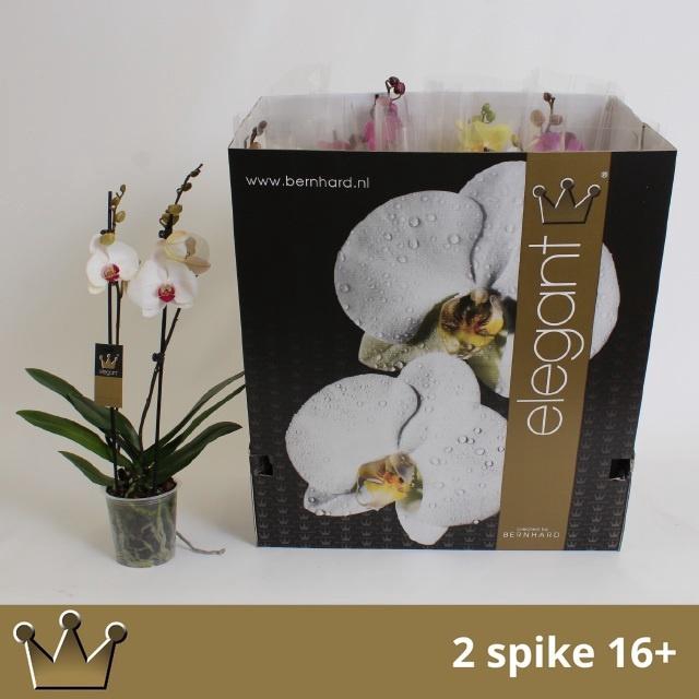 <h4>PHAL GEM 8 KL</h4>