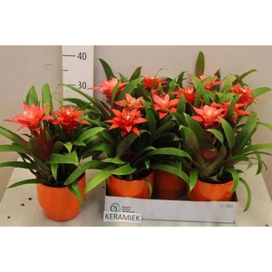 ARR BROMELIA