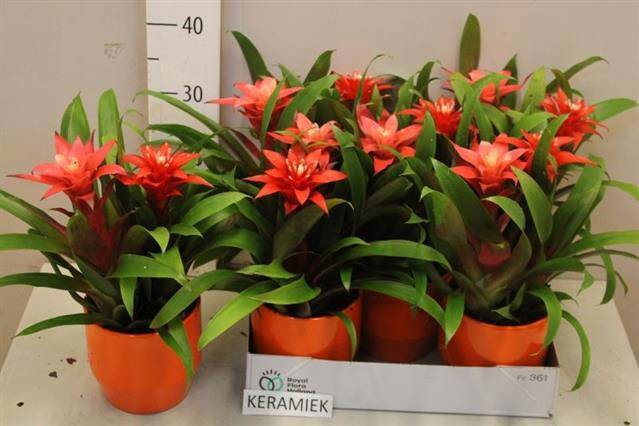 <h4>ARR BROMELIA</h4>