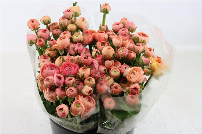 <h4>Ran Elegance Salmon</h4>