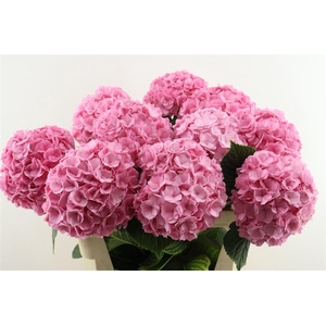 Hydr M Adora Pink 80-19