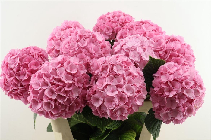 <h4>Hydr M Adora Pink 80-19</h4>
