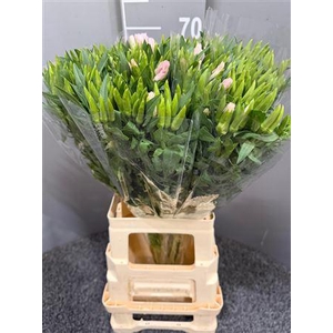 Godetia Shell Pink
