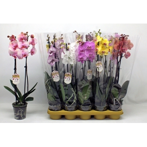 PHAL GEM