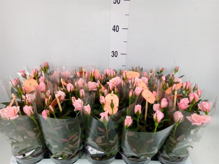 <h4>Rosa  'Rosaroma Pink'</h4>