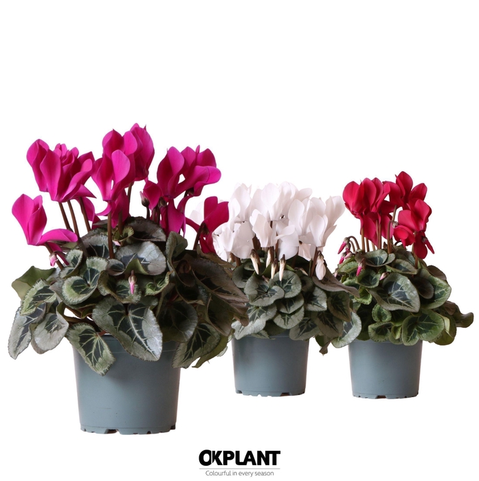 <h4>Cyclamen Rembrandt mix</h4>