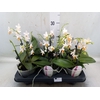 Phalaenopsis   ...