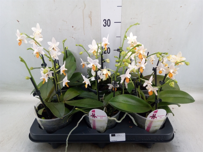 Phalaenopsis   ...