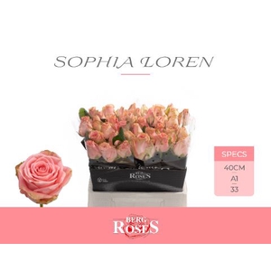 Rozen R GR Sophia Loren 34
