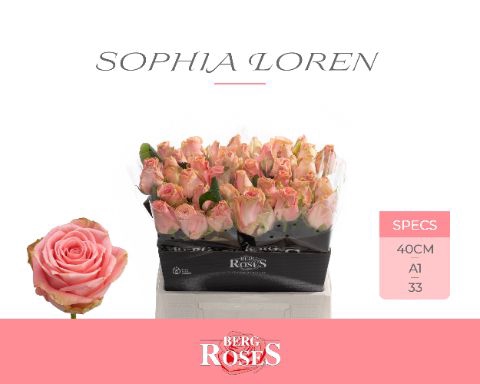<h4>Rozen R GR Sophia Loren 34</h4>