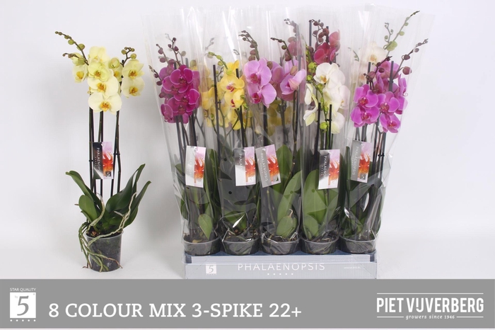 <h4>PHAL GEM 8 KL</h4>