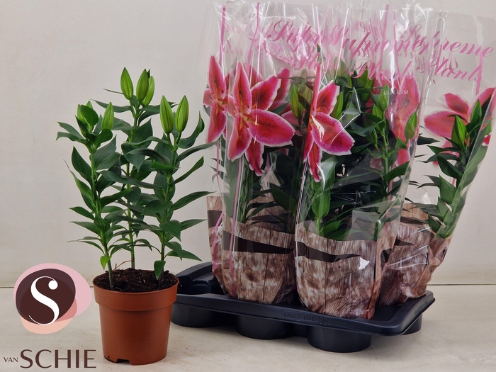 <h4>LIL OR MAGNY COURS</h4>