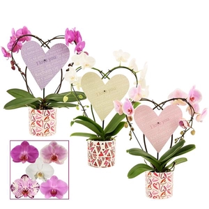 Phalaenopsis gemengd