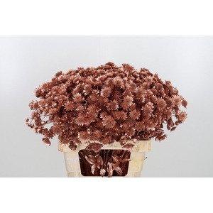 Astrantia Kl Bh Koper