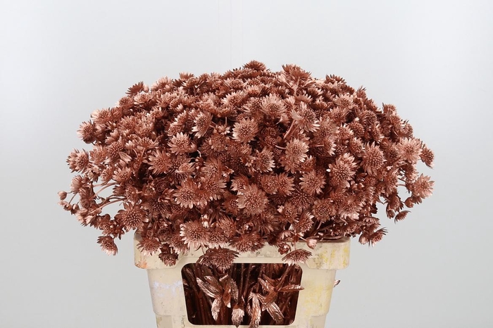 <h4>Astrantia Kl Bh Koper</h4>