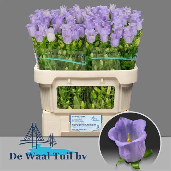 <h4>Campanula Champion Lavendel Waal Tuil</h4>