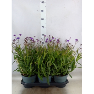 Verbena rigida