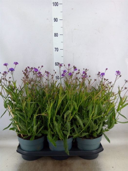<h4>Verbena rigida</h4>