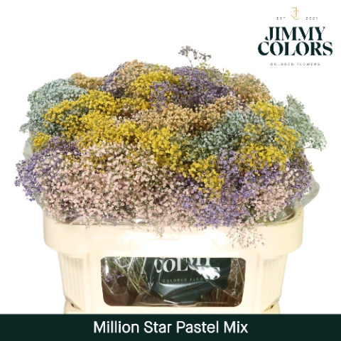 <h4>Gyps Million Star L70 Pastel mix</h4>
