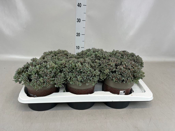 <h4>Sedum cauticola 'Lidakense'</h4>
