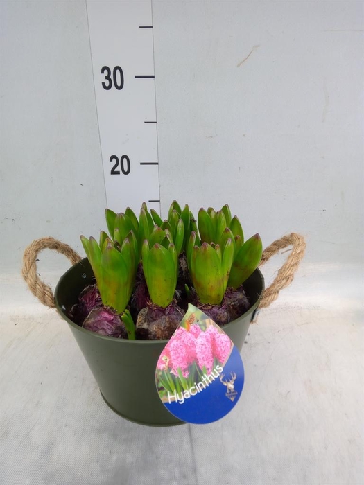 <h4>Arr.  Hyacinthus L%</h4>