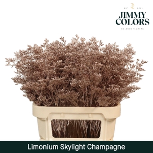 Limonium Skylight L70 Mtlc. Champagne
