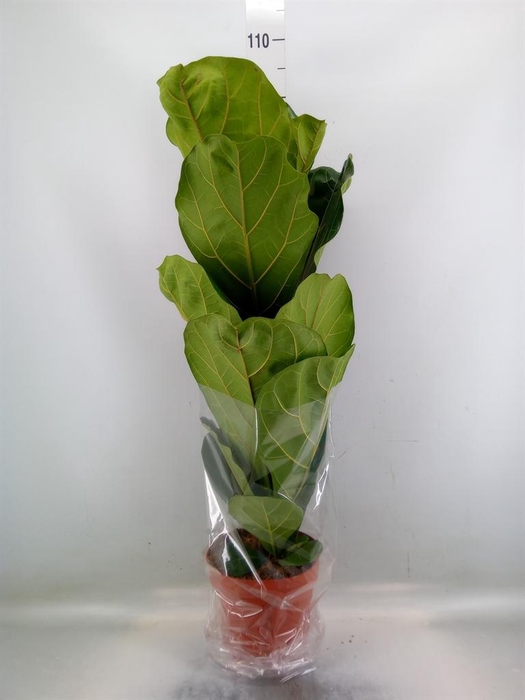 <h4>Ficus lyrata</h4>