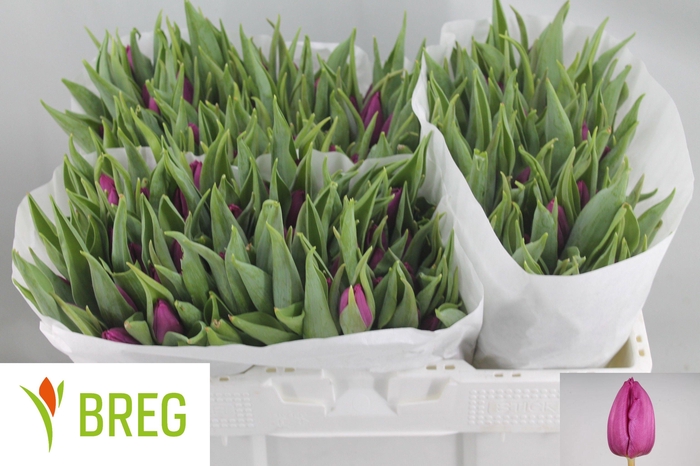 <h4>TU EN PURPLE PRINCE</h4>