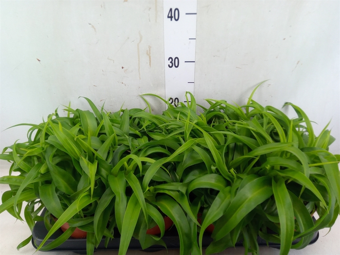<h4>Chlorophytum com. 'Green Bonnie'</h4>