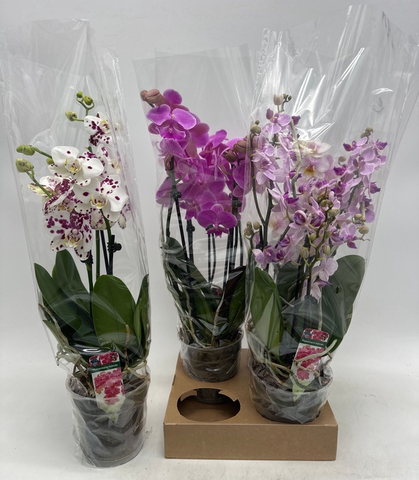 <h4>PHAL GEM</h4>