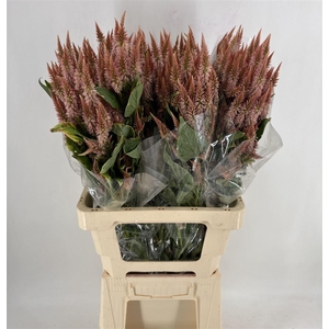 CELOSIA CELWAY ORANGE