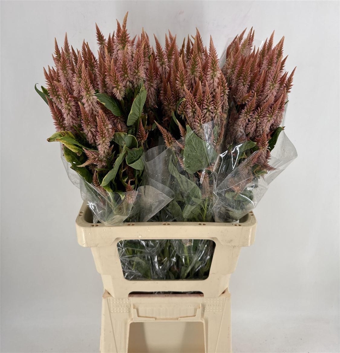<h4>CELOSIA CELWAY ORANGE</h4>
