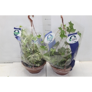 HEDERA VARIADO C21 PENDENTE