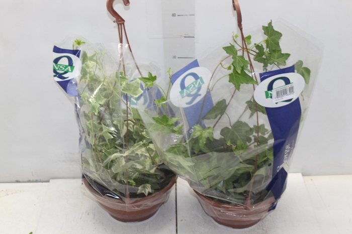 <h4>HEDERA VARIADO C21 PENDENTE</h4>