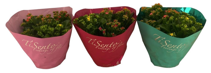 <h4>KAL GE GEM I POT</h4>