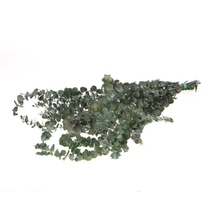 Eucalyptus Baby Preserved Moss Green