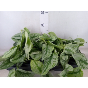 Scindapsus pictus 'Trebie'