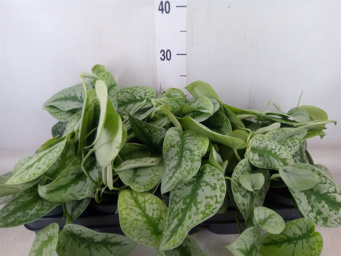<h4>Scindapsus pictus 'Trebie'</h4>