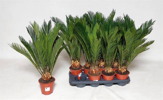 <h4>CYCAS REVOLUTA</h4>