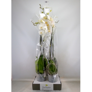 Phalaenopsis   ...white