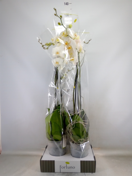 <h4>Phalaenopsis   ...white</h4>