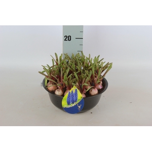 ARR MUSCARI