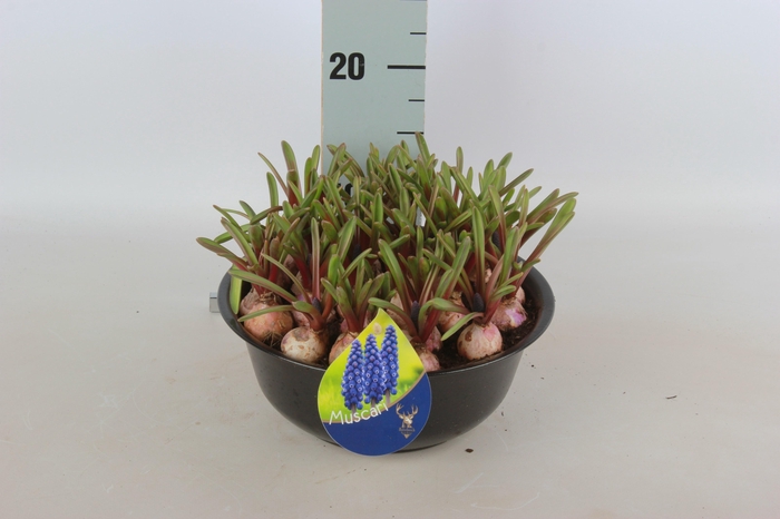 <h4>ARR MUSCARI</h4>