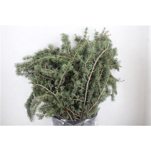PINUS STROBUS BS