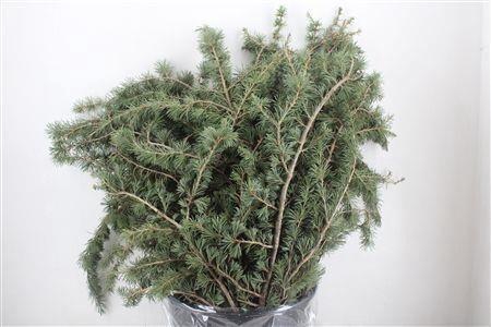 <h4>PINUS STROBUS BS</h4>