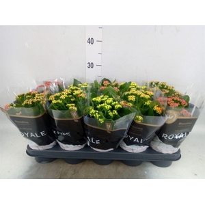 Kalanchoe blos. 'RoyalDon'   ..mix