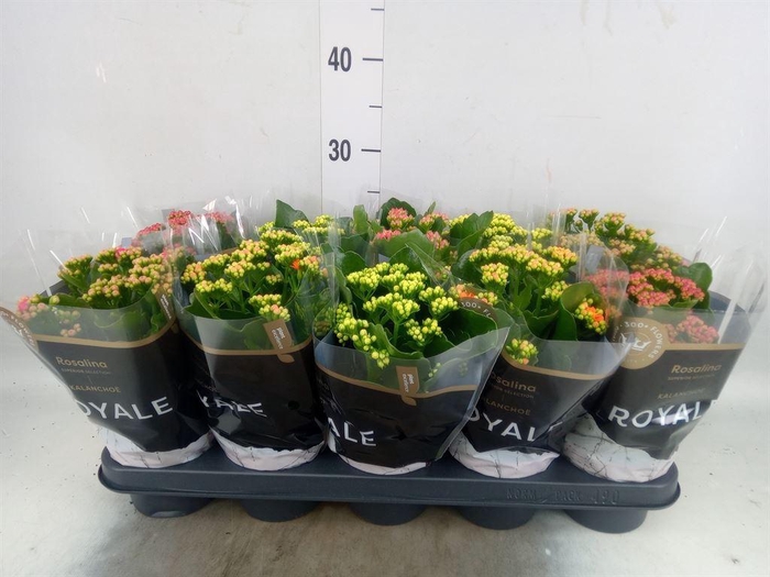 <h4>Kalanchoe blos. 'RoyalDon'   ..mix</h4>