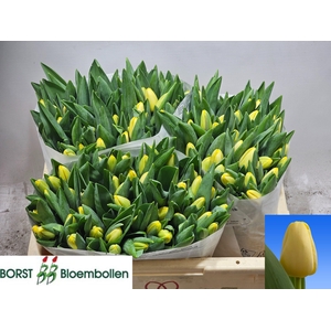 TU EN ANTARCTICA SUN