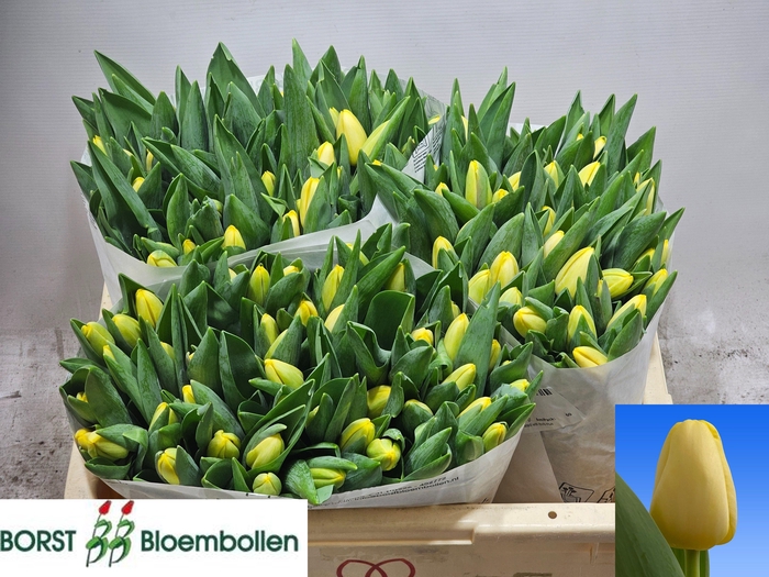 <h4>TU EN ANTARCTICA SUN</h4>