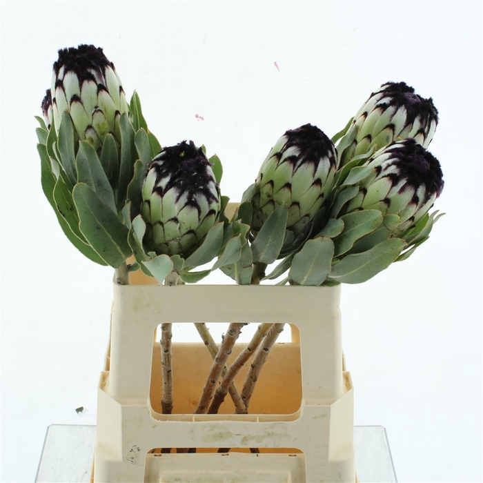 <h4>Protea Niobe</h4>